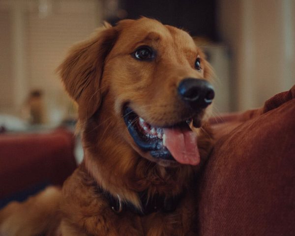 Happy golden retriever on a brown couch with tongue out, looking at the camera.