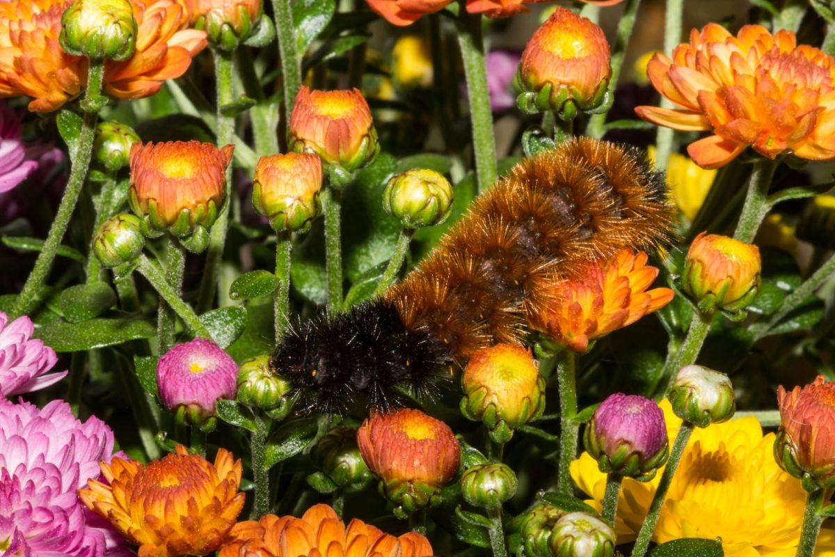 woolly worm crawling across wildflowers