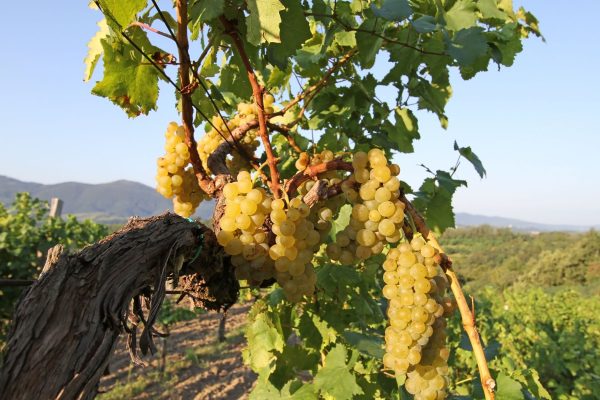 Cluster of pale yellow grapes hanging from a sunlit vine in a vineyard with green leaves and distant hills in the background.